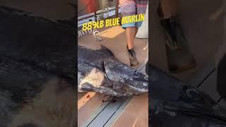 889 Pound Blue Marlin - Marlin #fishing #fish #fishingvideo