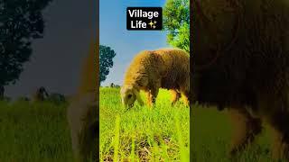 proud to be a pendu #viral #video #vlog #village