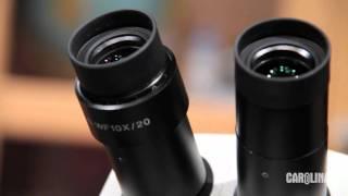 Stereo Microscopes: Tips and Tricks