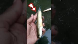 amazing river fishing video #youtubeshorts #shorts #video shorts