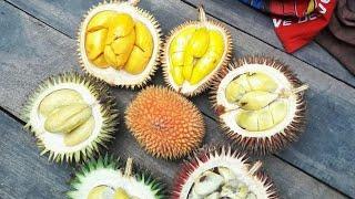 Durian Hutan Special Rasanya