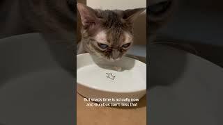 The Gumbus shop is the best shop  #cat #entertaininganimals #funnyanimal #funnycat #catsofyoutube