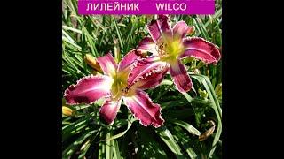 Цветет Лилейник Wilco в саду. Зубастый красавец.Видео