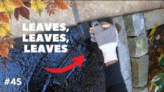 Professional Driveway Sealcoating #45 "Leaves, leaves, leaves."