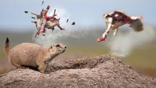 Prairie Dog Armageddon 5! Trigger Time is Key to Your Hunting Success