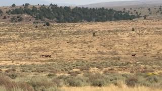 Helicopter wild horse gather - BLM Oregon-Washington