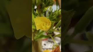 Раскрытие бутона Oenothera biennis - ослинника двулетнего, настоящее чудо!