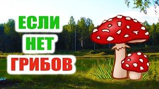 Что делать в лесу, если нет грибов?