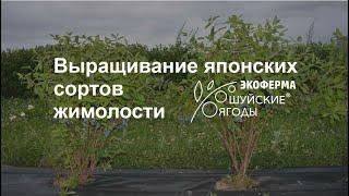 Выращивание жимолости японской на Экоферме "Шуйские ягоды"