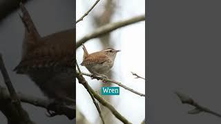 Why not birdwatch if you have less than an hour to spare for nature? 