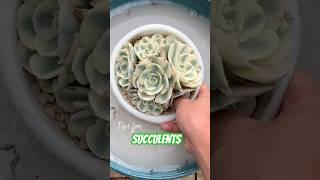 Succulent Plants for Beginners: Essential Care Secrets You NEED to Know