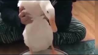 Duck playing drums with feet (original)