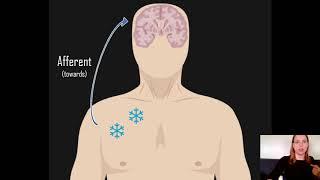 Afferent vs Efferent