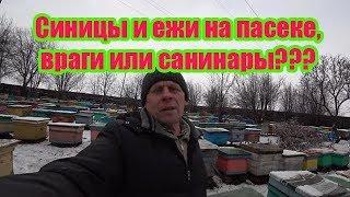 СИНИЦЫ И ЕЖИ НА ПАСЕКЕ, ВРАГИ ИЛИ САНИТАРЫ?