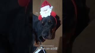 #rottweiler #rottweilerfelicidade #natal