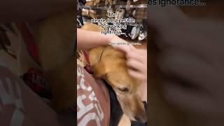 RUDE LADY interrupts tasking service dog! #servicedog #dog #youtubeshorts #ytshorts #fyp #dogs ￼