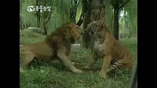 Lion vs Tiger (Real Fight) [Compilation]