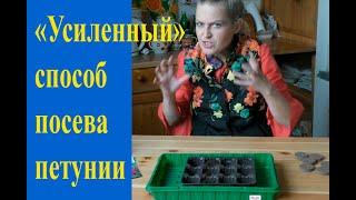 Эффективный способ посева петуний