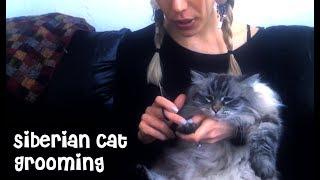 Grooming a Hypoallergenic Siberian Cat