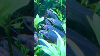 Glass Catfish  #shorts #shortsvideo #fish
