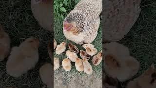 mama hen and chicks sound