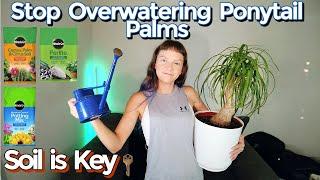 HOW TO STOP OVER-WATERING PONYTAIL PALMS!