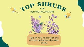 Best Shrubs to Plant for Pollinators