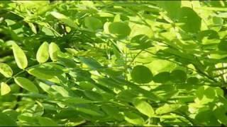 GANJA BEATS - Deep Tranquillity