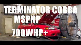 Terminator Cobra tuned on MSPNP! Makes 700WHP+