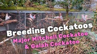 Galah Cockatoo & Major Mitchell Cockatoo | Breeding big scale!