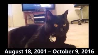 RIP Furby - Preston Condra's Cat