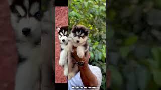 Siberian Husky Puppy's #pets #dog #Husky #huskydoglovers #huskyworld #wollycotehusky #Husky#dogbreed