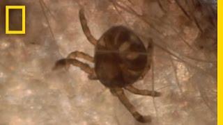 Dangerous Deer Ticks | National Geographic