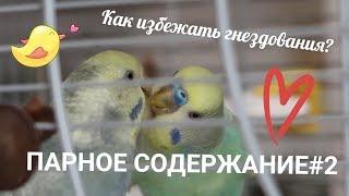 ПАРНОЕ СОДЕРЖАНИЕ #2 | КАК ИЗБЕЖАТЬ ГНЕЗДОВАНИЯ | AOI INKO