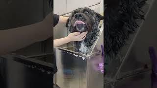 Giant Akita dog salsa dances for the blow dryer