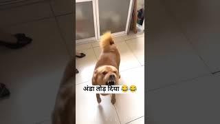 titu ne anda tod diya #shyamji #dog #doglover #shyam #funny #shaym #doglapan #doggie #desidog