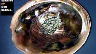 Abalone Shells Variety, Best & Quality Shells