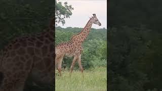 African Safari 4K-Scenic Wildlife Film With African Music#shorts #safari #wildlife Animal Attack