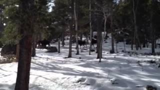 Moose in Ward, Colo., recorded by Brian Frey