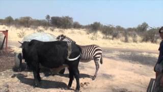 BULL VS ZEBRA