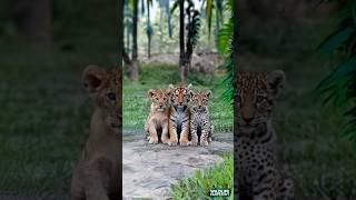 Watch These Adorable Big Cats Cubs Playing Together| Bonding Of Lion, Tiger And Leopard Cubs #animal