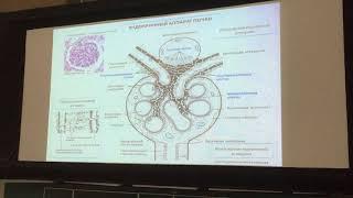 Мочевыделительная система. Глинкина. 3