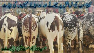 cholistani gulabi nukre bachre | Sindhi Cattle Market | Hyderabad mandi update | February 26, 2025