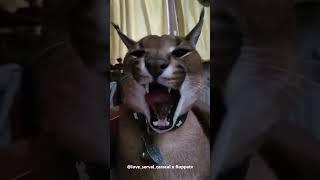 Floppa Adolf is Yawning #caracal