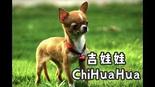 狗狗特辑 EP 4 吉娃娃 ChiHuaHua ｜【世界最小体型的犬种】 ｜【神经质的狗狗】 ｜ 【水脑症】