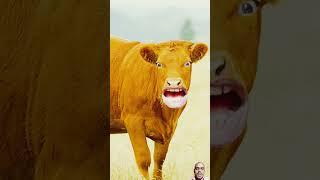 Dal chaval #cow |cow #funny #shorts#video