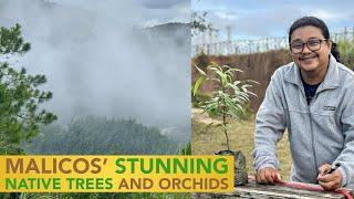 Malico Mountains' Stunning Native Trees and Orchids: Conservation Efforts by Cafe de Almaciga!