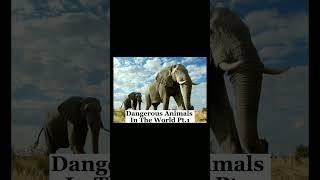 Dangerous Animals In The World #shorts