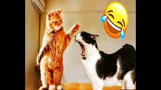  Funniest Cats  Funniest Animals 2024 