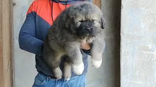 caucasian shepherd puppy @caucasian_shepherd_europe